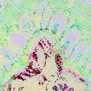 bild eisblumen ausschnitt